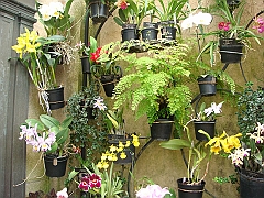 370 Longwood Gardens [2008 August 23]